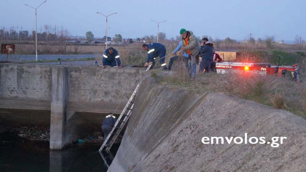 Ημαθία: Διάσωση λύκου που είχε εγκλωβιστεί σε αρδευτικό κανάλι