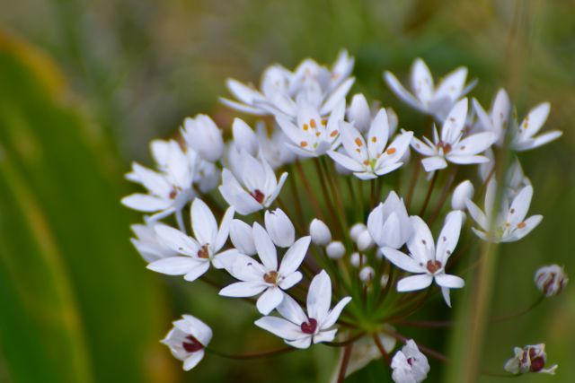 Ο ανάδρομος Πλούτωνας ενίοτε λειτουργεί και θεραπευτικά
