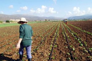 Δέσμευση 5,5 τόνων κηπευτικών στον Πειραιά