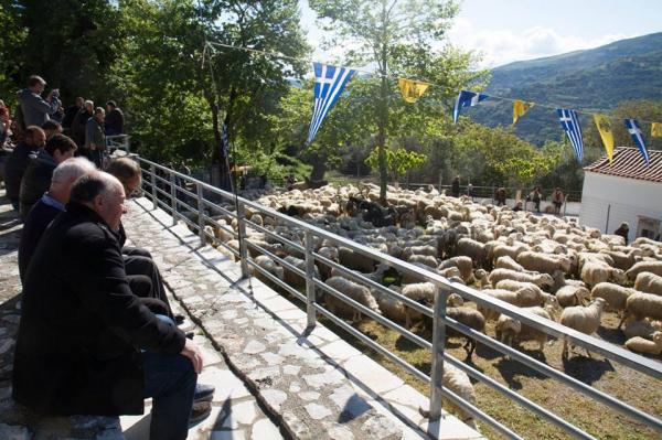 Κρήτη: Χιλιάδες πρόβατα πήγαν στην εκκλησία για να… ευλογηθούν