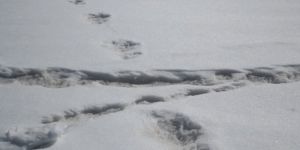 Ινδία: Χαμός στο Twitter με τις φωτογραφίες του στρατού για το μυθικό Γέτι