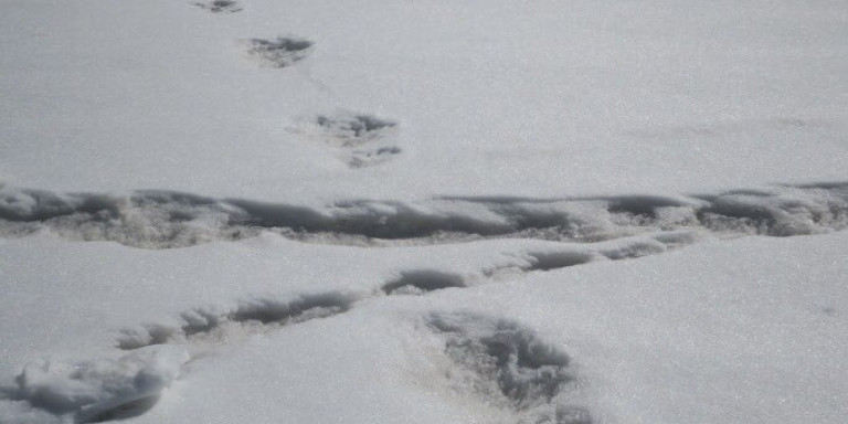 Ινδία: Χαμός στο Twitter με τις φωτογραφίες του στρατού για το μυθικό Γέτι