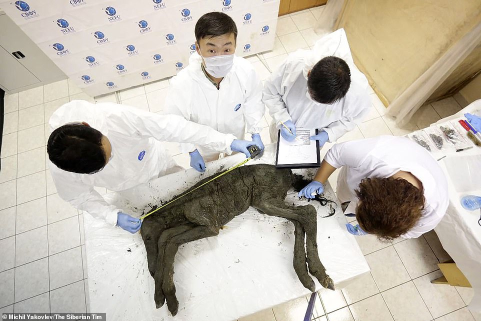 Βρήκαν πουλάρι 42.000 ετών με υγρό αίμα και θέλουν να το κλωνοποιήσουν