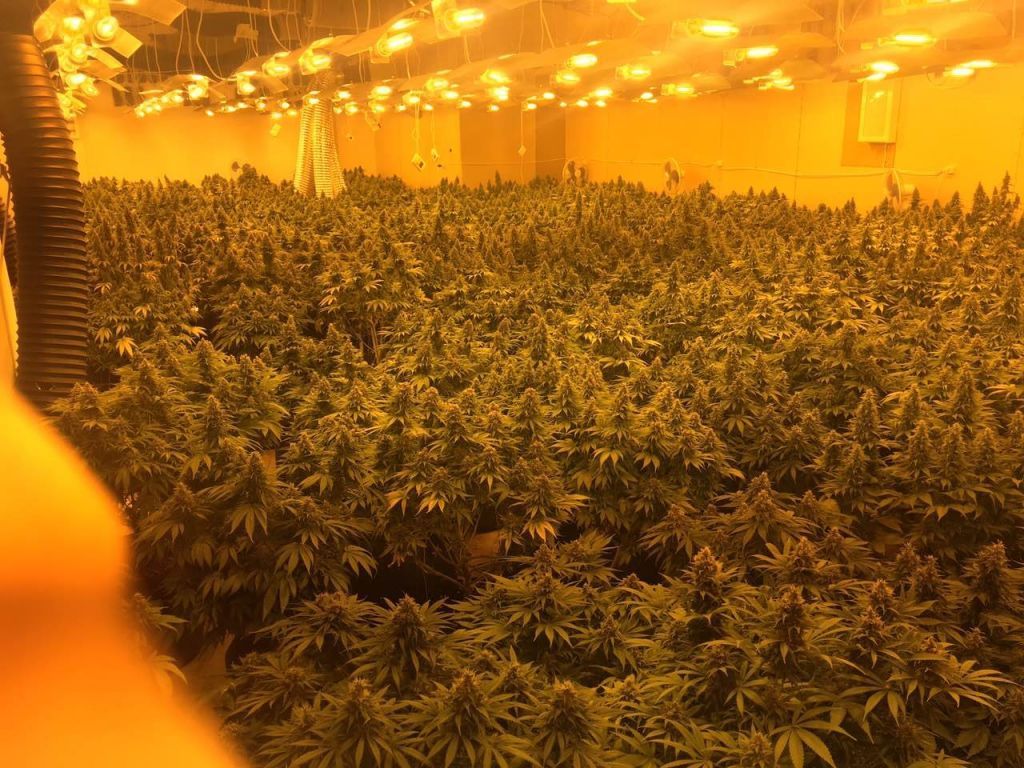 Περιστέρι: Εντοπίστηκε φυτεία κάνναβης