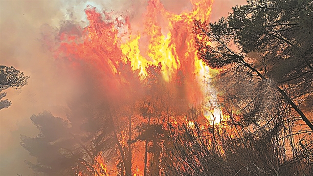 Στο έλεος της φωτιάς σπάνιο δάσος