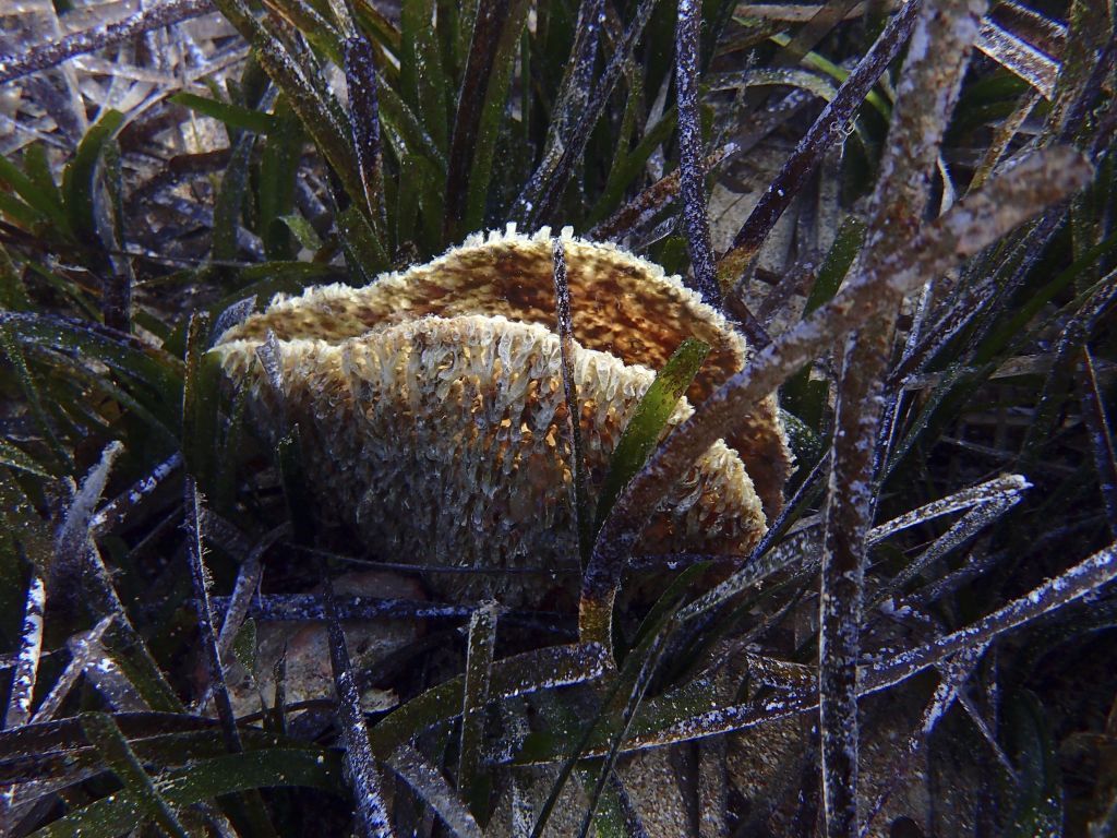 ΟΗΕ: Mε εξαφάνιση απειλούνται ένα εκατομμύριο ήδη