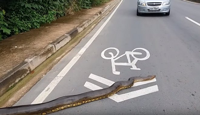 Βραζιλία: Ανακόντα 3,5 μέτρων έκανε βόλτες στους δρόμους