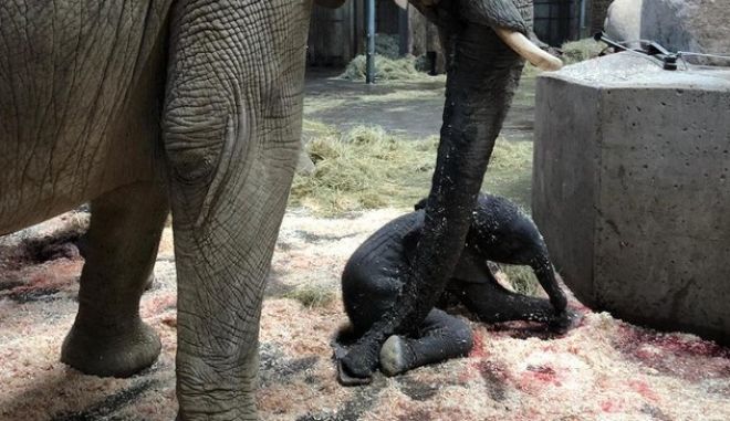 Γερμανία: Ελεφαντάκι γεννήθηκε μπροστά στους επισκέπτες Ζωολογικού κήπου
