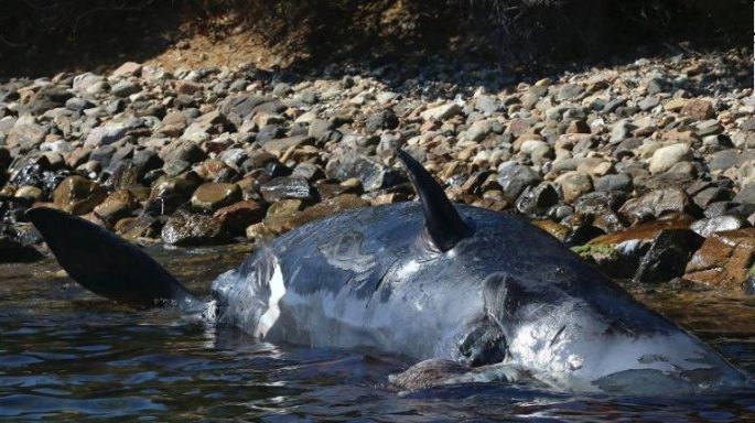 Εκβράστηκε έγκυος φάλαινα που είχε καταπιεί 22 κιλά πλαστικών