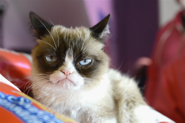 Θρήνος στο Ίντερνετ για το θάνατο της Grumpy Cat
