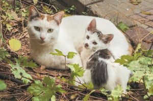 «Παράλληλες ζωές»