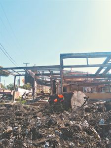 Η άνοιξη παλεύει στα καμένα