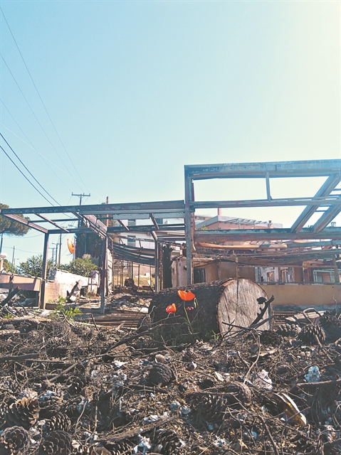 Η άνοιξη παλεύει στα καμένα