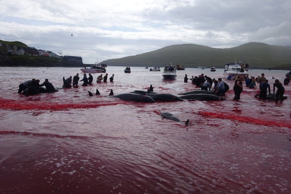 Νησιά Φερόε: Κόκκινη βάφτηκε η θάλασσα από τη σφαγή φαλαινών