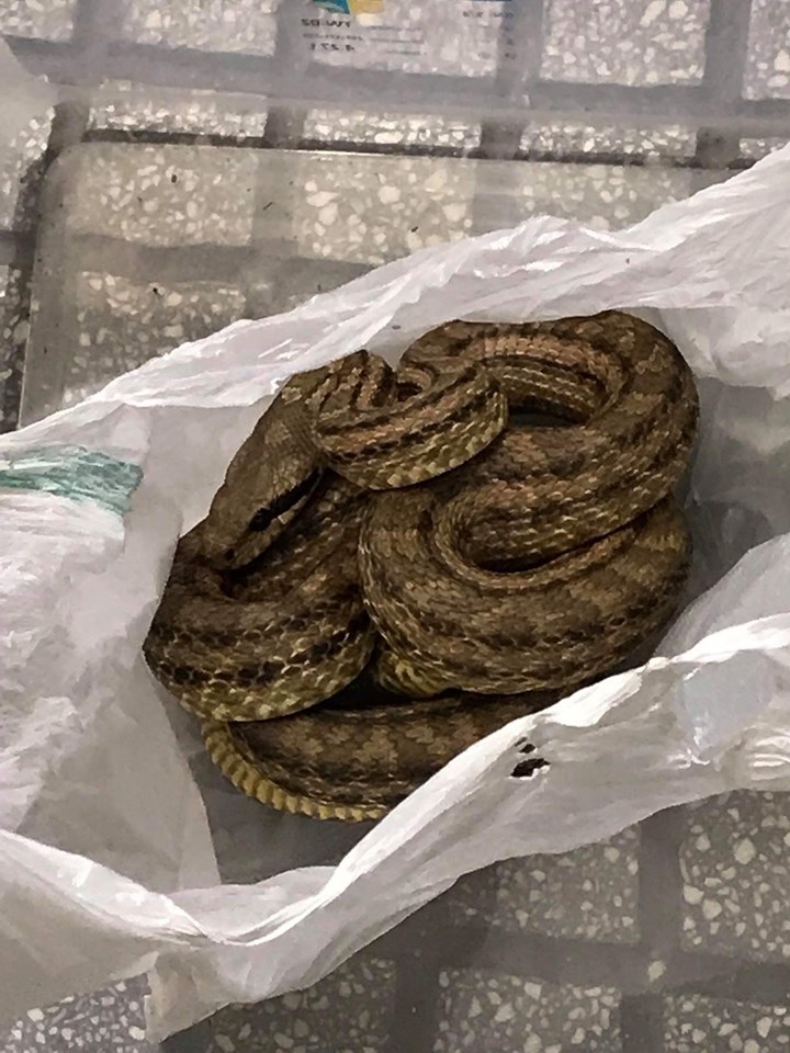 Θεσσαλονίκη: Φίδι προκάλεσε αναστάτωση σε εστιατόριο