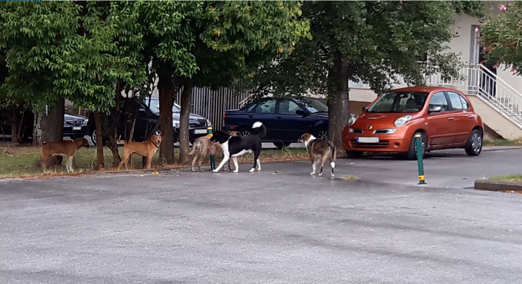 Αδέσποτος σκύλος δάγκωσε πολίτη στον αύλειο χώρο του Νοσοκομείου Κιλκίς