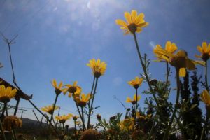 Καιρός: Σε άνοδο η θερμοκρασία το Σάββατο