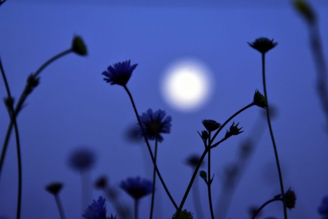 Τι σηματοδοτεί το ολόγιομο φεγγάρι του λουλουδιού