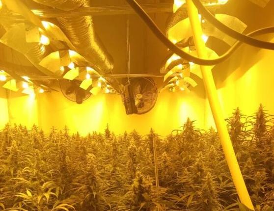 Είχαν στήσει εργαστήριο καλλιέργειας κάνναβης σε αποθήκη