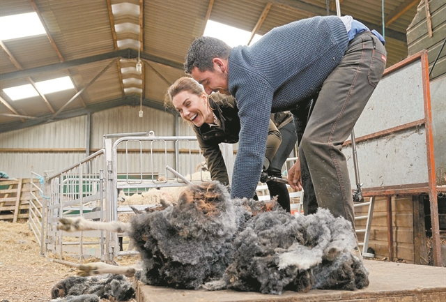 Κούρεμα προβάτων με… πριγκιπικό στυλ