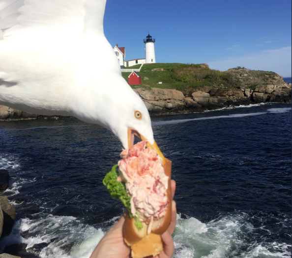 Η φωτογραφία με τον γλάρο που έγινε viral… για λάθος λόγο