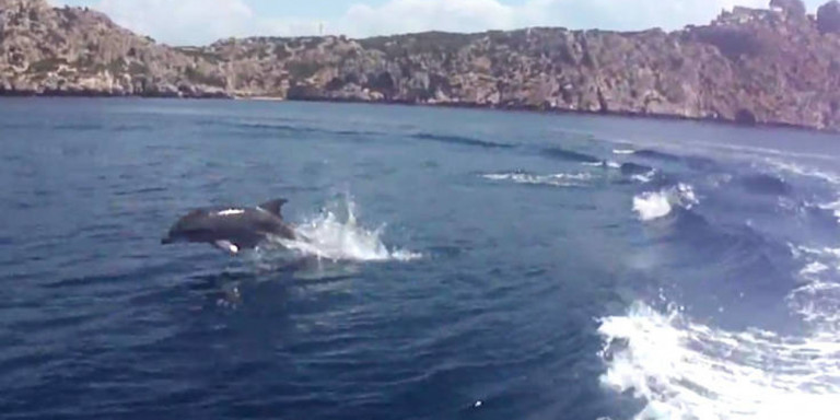 Δελφίνια κάνουν παιχνίδια με τουρίστες στο Σχίνο Κορινθίας