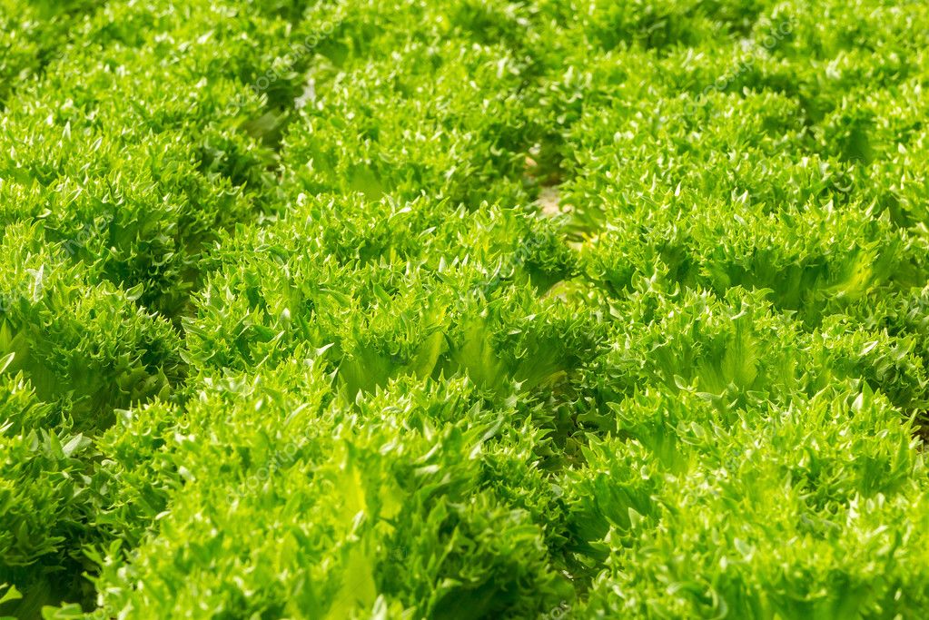 Ποιοι θα πάρουν… δωράκι 30 στρέμματα για καλλιέργεια