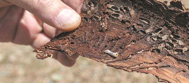 Συναγερμός για το φονικό έντομο που κατατρώει το δάσος
