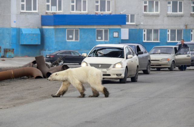 Πολική αρκούδα στους δρόμους της Σιβηρίας αναζητά τροφή
