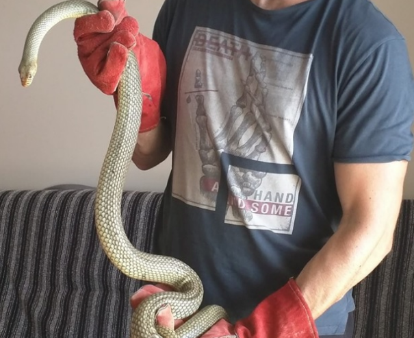 Θεσσαλονίκη: Φίδια δύο μέτρα μπήκαν σε σπίτια