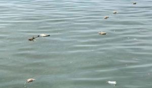 Θεσσαλονίκη: Γέμισε νεκρά ποντίκια ο Θερμαϊκός