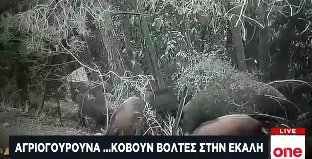 Αγριογούρουνα κυκλοφορούν στην Εκάλη – Πρέπει να εξοντωθούν λέει ο δήμαρχος