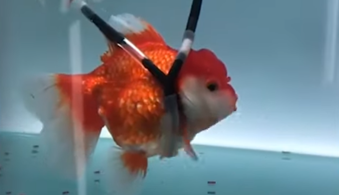 Έφτιαξε αναπηρικό αμαξίδιο για το… χρυσόψαρό του