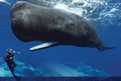 Ιαπωνία: Μετά από 30 χρόνια ξεκινά το κυνήγι φαλαινών