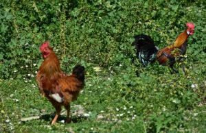Μήνυσε τον… κόκκορα του γείτονά του γιατί λαλούσε