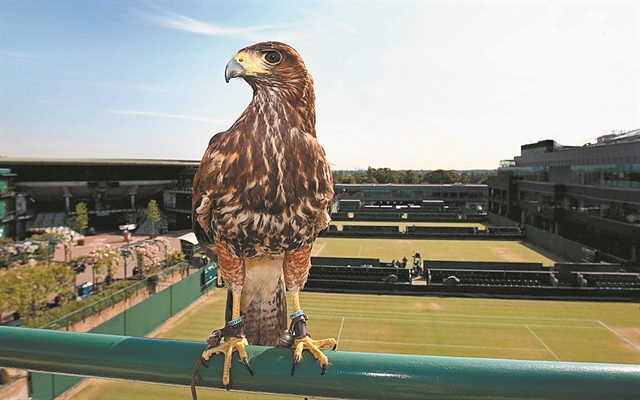 Ο άγρυπνος φρουρός του Γουίμπλεντον