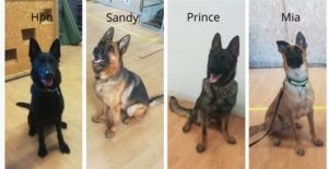 Αυτοί είναι οι νέοι τετράποδοι αστυνομικοί στην υπηρεσία ανίχνευσης εκρηκτικών