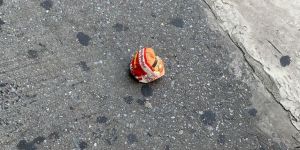 «Ασυνόδευτο» μπέργκερ βρέθηκε 2 χιλιάδες χιλιόμετρα μακριά από το κοντινότερο κατάστημα