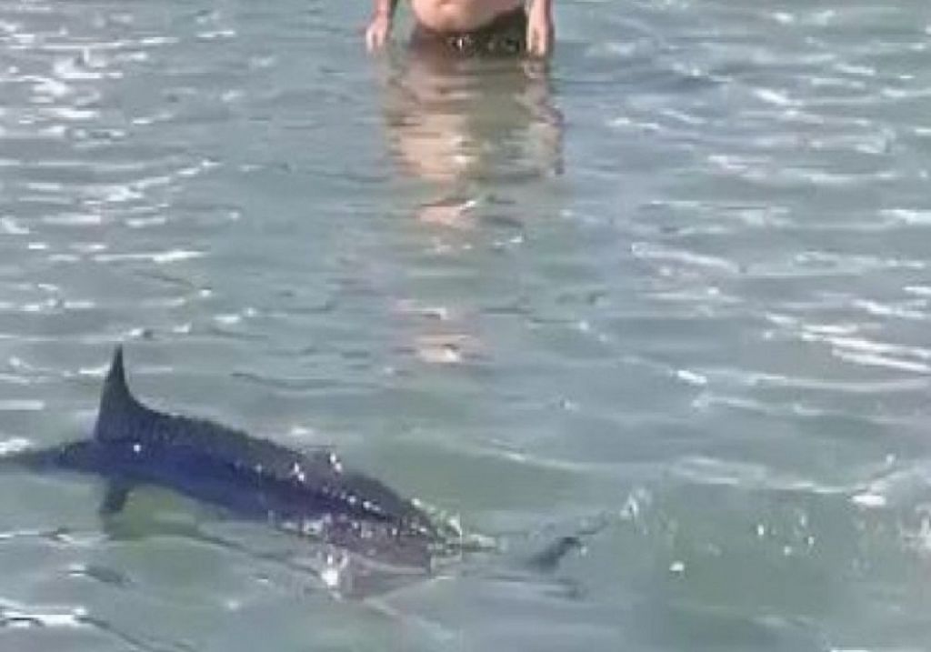 Στον εισαγγελέα η υπόθεση του ξιφία που θανατώθηκε από λουόμενους