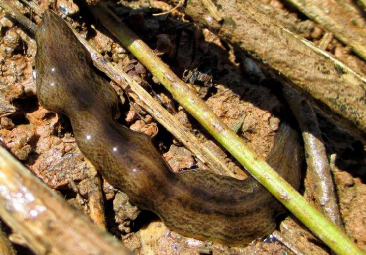 Ποιο σκουλήκι εισέβαλε στην Ευρώπη και απειλεί το οικοσύστημά της