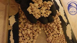 ΣΔΟΕ: Πάνω από μισό δισ. δολάρια η αξία των χαπιών Captagon στον Πειραιά