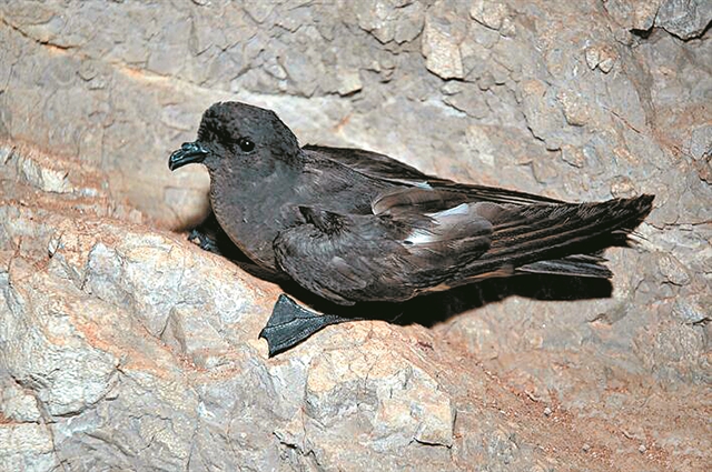 Ενας ακριβοθώρητος επισκέπτης στο Αιγαίο