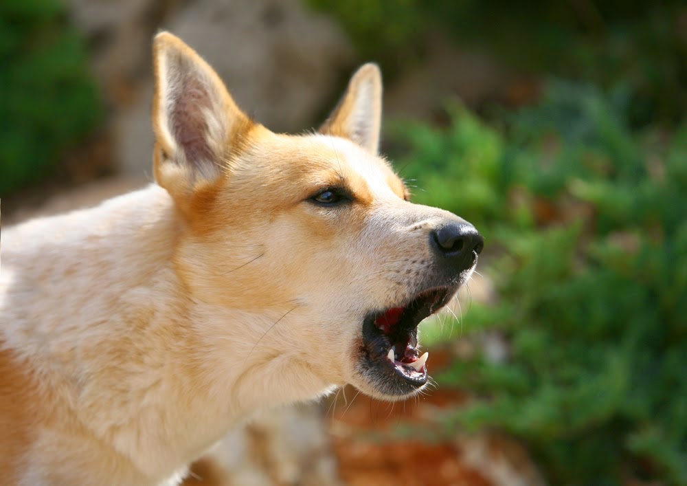 Μπορούν όντως τα σκυλιά να μυρίσουν τον φόβο;