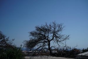 Μάτι, ένας χρόνος μετά: Θλίψη, θυμός, εγκατάλειψη