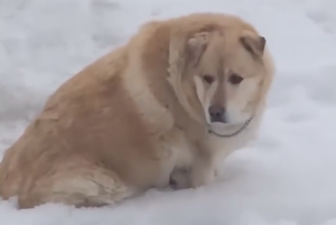 Η ιστορία του σκύλου που σώθηκε από βέβαιο θάνατο