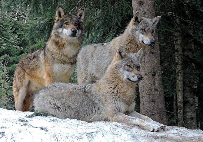 Πήλιο: Κοπάδι λύκων κοντά σε χωριά προκαλεί τρόμο