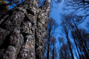 Γκραν Κανάρια: Μικρότερη από τις αρχικές εκτιμήσεις η καταστροφή