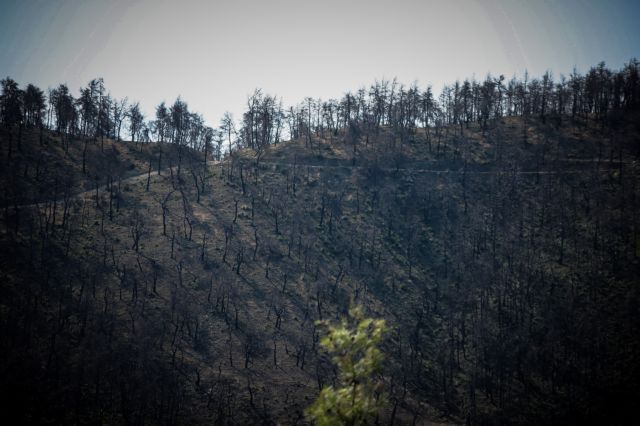 Εύβοια: Σημαντικές δασικές εκτάσεις αφανίστηκαν από την πυρκαγιά