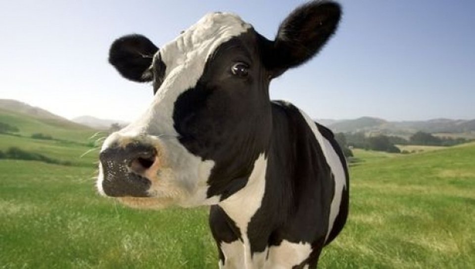 Αγελάδα εισβάλλει σε γκαλερί στο Κολοράντο