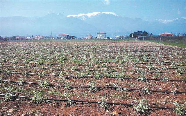 Kινδυνεύουν με εξαφάνιση από τις… επιδρομές ξένων